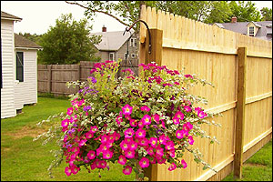 Flowers at Thompson Cottages